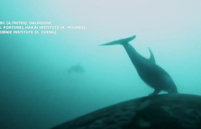 دلافين تُصادق حيتانًا قاتلة.. هل تمكّن العلماء من كشف سرّ هذه العلاقة الغريبة؟