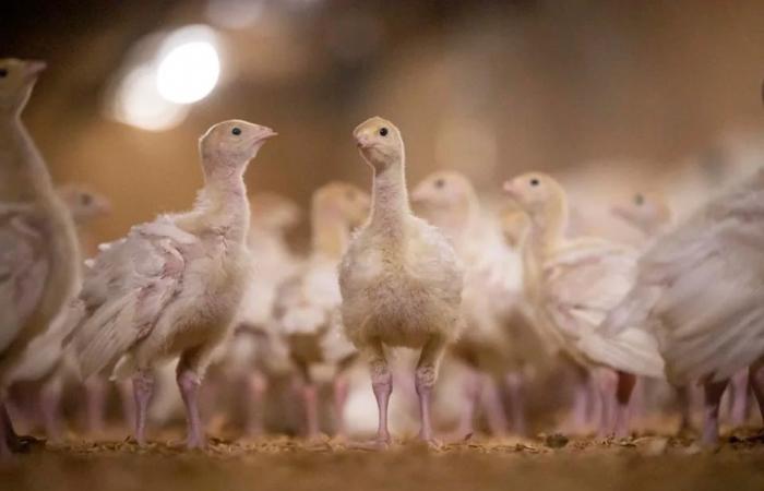 Avian
      flu
      hit
      Ontario
      turkey
      farms
      hard.
      Is
      it
      still
      safe
      to
      eat
      for
      your
      holiday
      meal?