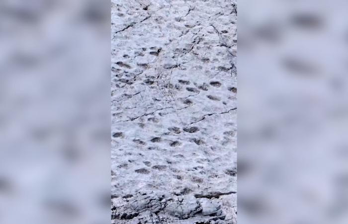 الديناصورات مرّت من هنا.. اكتشاف آثار أقدام تعود إلى أكثر من 200 مليون عام شمال إيطاليا