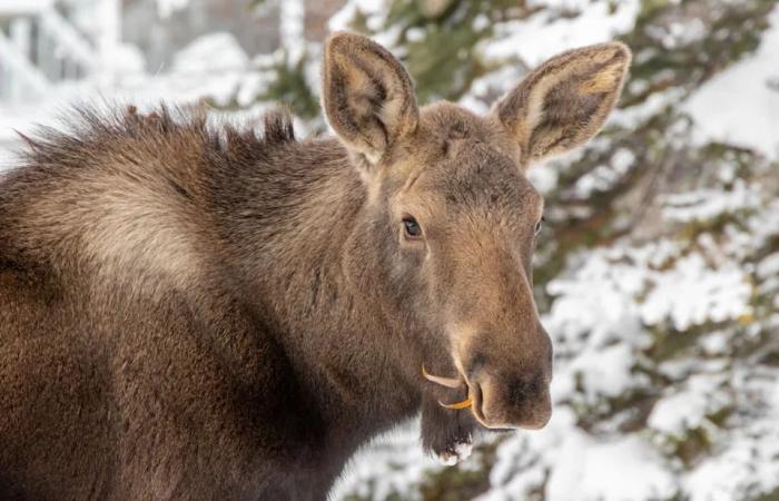 2
      moose
      removed
      from
      Calgary
      suburb
      after
      kicking
      dog
      in
      backyard