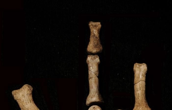 أحفورة قدم غامضة قد تُحدث هزّة في شجرة العائلة الإنسانية.. لماذا؟