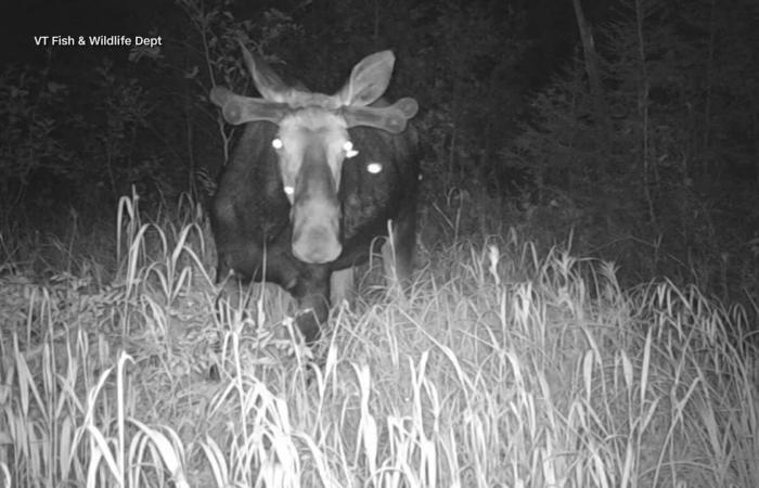 كاميرا توثّق ظاهرة غريبة.. فراشات ليلية تتغذّى على دموع الأيائل