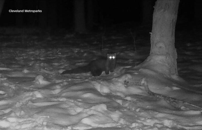 لأول مرة منذ قرن.. رصد خبراء الحياة البرية حيوانًا نادرًا يشبه ابن عرس في أمريكا