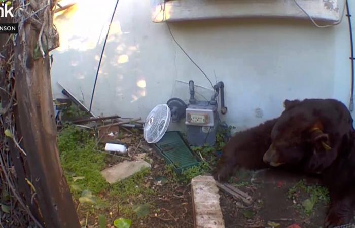رجل نصب فخًا لإخراج دب من تحت منزله.. ليجذب دبًا آخر ويضع نفسه بموقف لا يحسد عليه