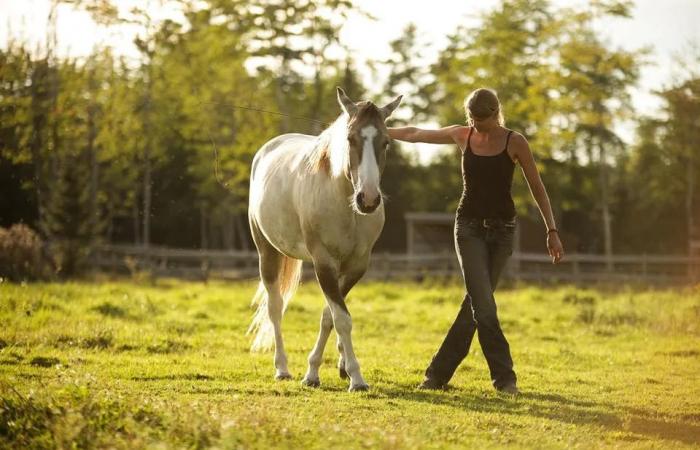 ‘Keeps
      me
      up
      at
      night’:
      N.S.
      horse
      owners,
      farmers
      face
      hay
      shortage
      due
      to
      drought