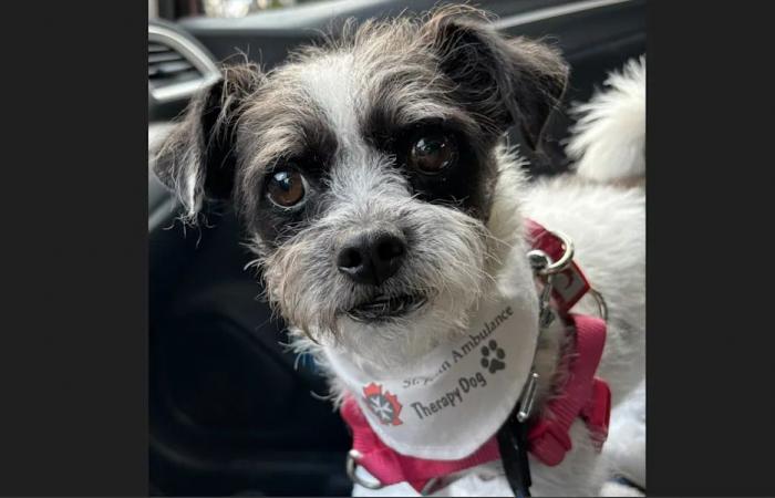 TILLEY
      ON
      PAWTROL:
      Therapy
      dog
      a
      Variety
      Village
      celeb