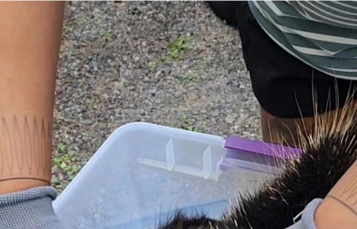 From
      roadkill
      to
      runway:
      Porcupine
      quills
      are
      a
      versatile
      material
      for
      Indigenous
      artists