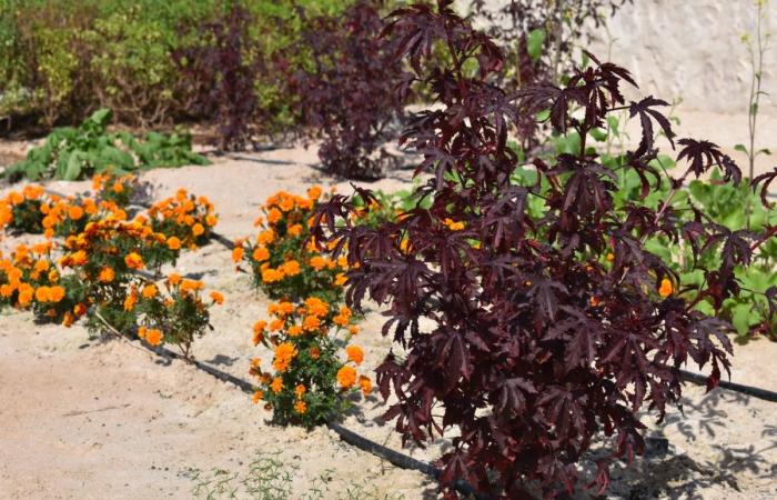 حديقة القرآن النباتية وبرنامج "حرفة" يعلنان عن تطوير أول حديقة للنباتات الصبغية