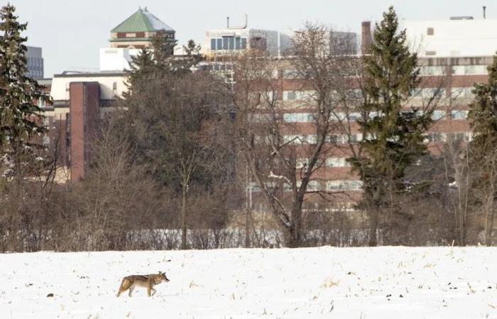 Ottawa
      coyote
      sightings
      decreased
      slightly
      in
      2025.
      Here's
      what
      to
      do
      if
      you
      see
      one