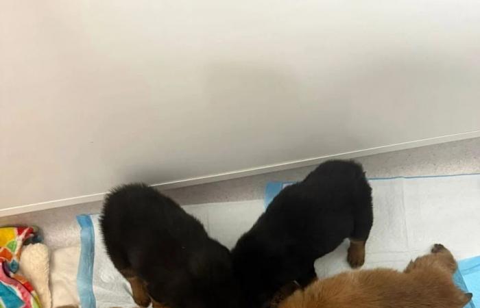 Call
      them
      the
      Lucky
      7:
      Abandoned
      Steinbach
      puppies
      brought
      in
      from
      the
      cold