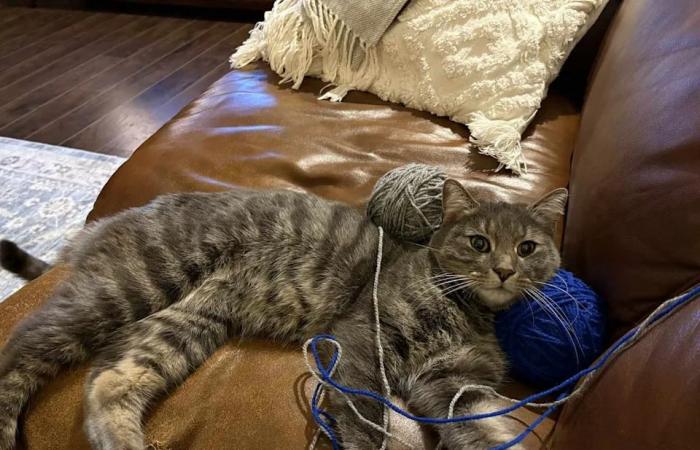 Family
      celebrates
      Christmas
      meow-icle
      and
      reminds
      others
      to
      microchip
      pets