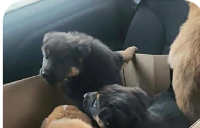 Call
      them
      the
      Lucky
      7:
      Abandoned
      Steinbach
      puppies
      brought
      in
      from
      the
      cold