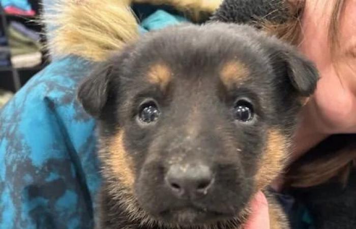 Call
      them
      the
      Lucky
      7:
      Abandoned
      Steinbach
      puppies
      brought
      in
      from
      the
      cold