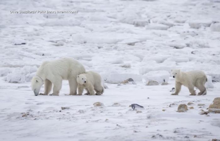 في واقعة نادرة جدًا.. أنثى دب قطبي تتبنّى صغيرًا في البرية