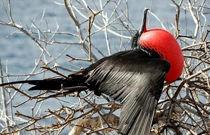 Four-second
      naps
      and
      snoozing
      in
      flight:
      Extreme
      sleep
      methods
      help
      these
      animals
      evade
      danger