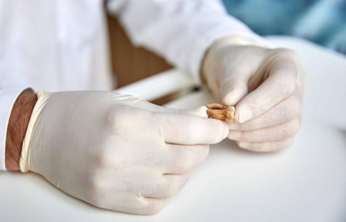 منها أصول البطاطا الغامضة.. إليك أبرز ألغاز تاريخية حلّها العلم في العام 2025