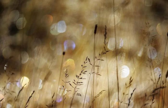 In
      the
      eye
      of
      the
      beholder:
      Herald
      photographers
      pick
      fave
      shots
      of
      the
      year