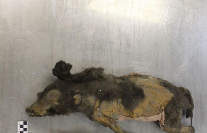 منها أصول البطاطا الغامضة.. إليك أبرز ألغاز تاريخية حلّها العلم في العام 2025