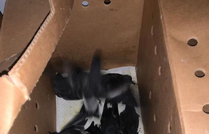 Saving
      the
      petrel:
      Volunteers
      keep
      moving
      with
      patrol
      to
      save
      stranded
      sea
      birds