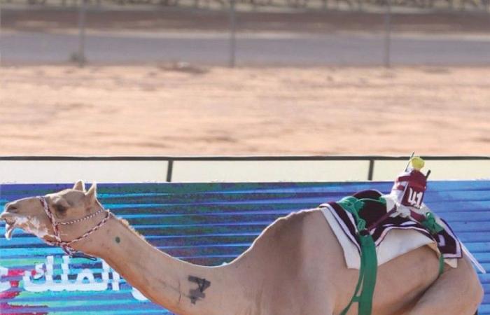 هجن الشحانية تفوز بكأسي الثنايا في جائزة الملك عبدالعزيز لسباقات الهجن