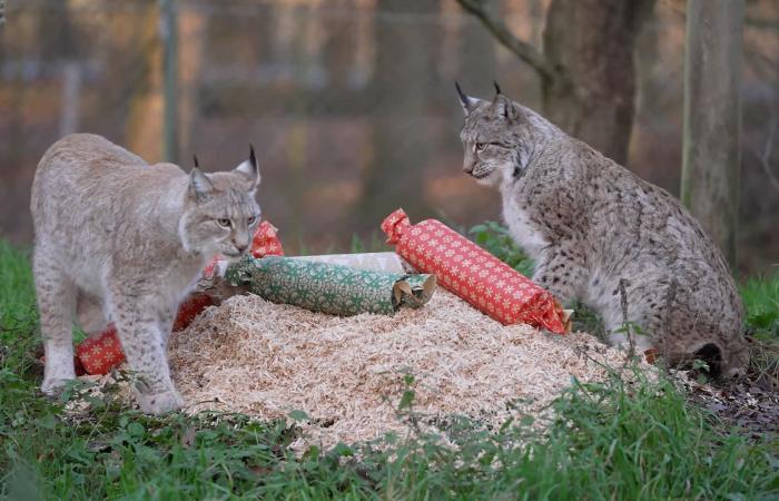 شاهد.. صغار الفيلة والوشق تستمتع بهدايا عيد الميلاد في حديقة حيوانات بإنجلترا