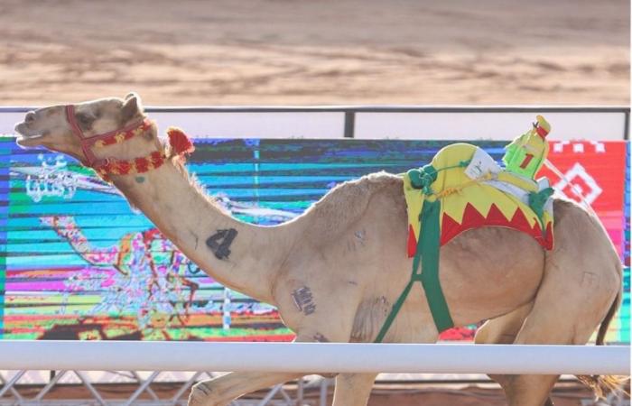 هجن الشحانية تفوز بكأسي الثنايا في جائزة الملك عبدالعزيز لسباقات الهجن