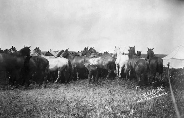 Before
      robbing
      trains
      in
      the
      States,
      the
      Sundance
      Kid
      was
      a
      cowboy
      in
      Alberta