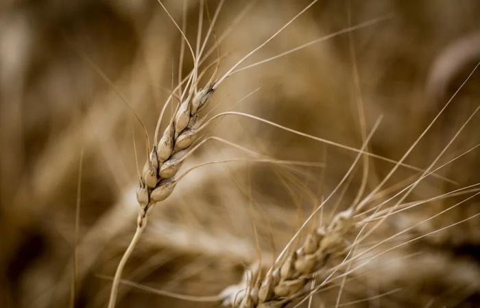 Rules
      around
      seeds
      in
      Canada
      getting
      1st
      major
      update
      in
      100
      years