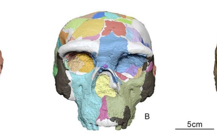 في العام 2025.. العلماء يكشفون أكبر لغز في تطور الإنسان