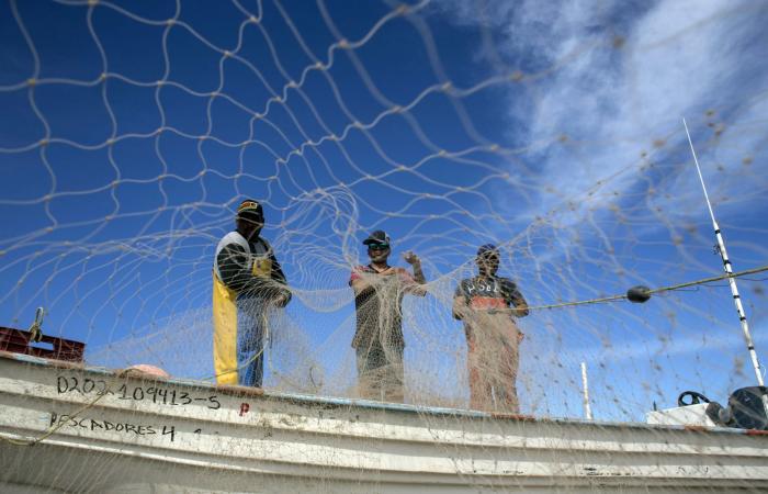 أقل من عشرة.. هذا النوع من خنازير البحر ينقرض فهل يمكن إنقاذه؟