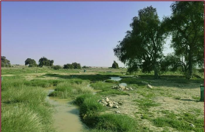 الروض القطرية.. ثروة طبيعية تستقطب جهود الدولة لضمان استدامتها