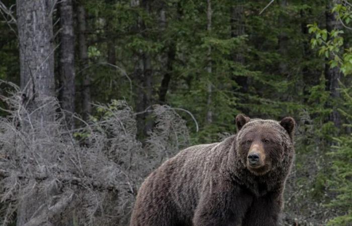 Woman
      tells
      of
      grizzly's
      violent
      assault
      on
      her
      home
      in
      community
      where
      bear
      attacked
      20
      schoolchildren