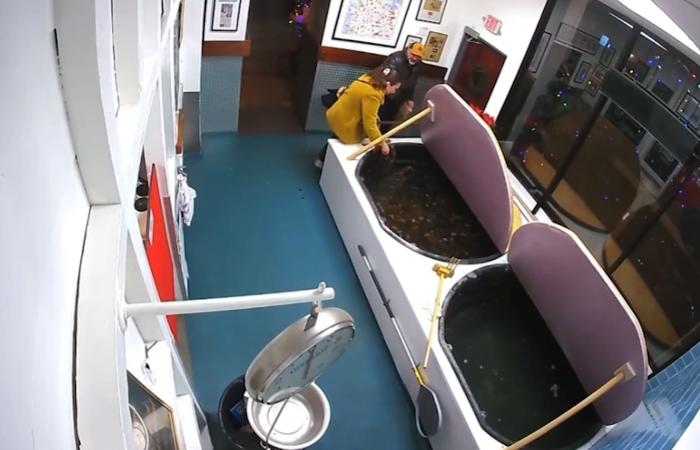 عملية سرقة غريبة.. لكركند على قيد الحياة من حوض في مطعم للمأكولات البحرية