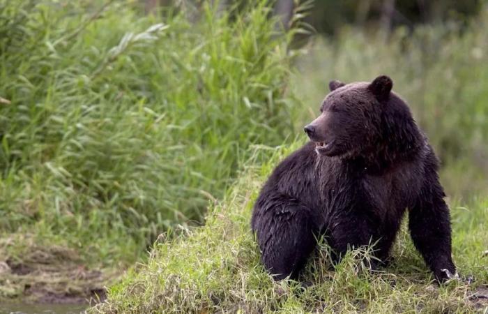 Woman
      tells
      of
      grizzly's
      violent
      assault
      on
      her
      home
      in
      community
      where
      bear
      attacked
      20
      schoolchildren