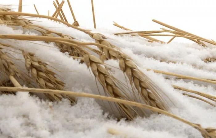 Parts
      of
      Alberta
      just
      saw
      some
      of
      the
      most
      snow
      they've
      ever
      seen
      in
      the
      month
      of
      December