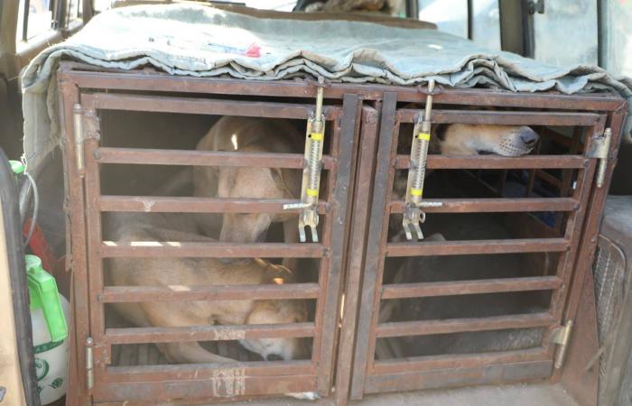 إسقاط
      عضوية
      الزبيدي
      في
      «مجلس
      القيادة»
      لارتكابه
      «الخيانة
      العظمى»