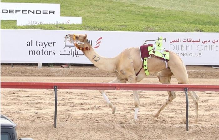 منافسات قوية للقايا في السباق المحلي السادس للهجن