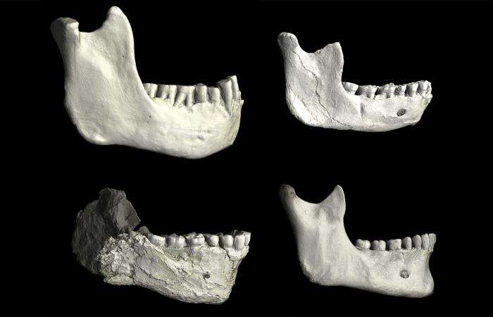 من هم الذين سبقونا؟ أحافير بشرية في المغرب قد تكون جزءًا من حل اللغز