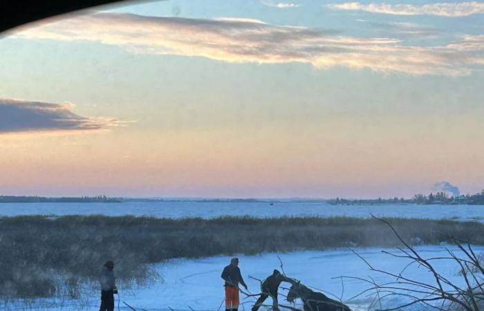 Horse
      with
      no
      home
      saved
      from
      frozen
      creek
      near
      Cochin,
      Sask.