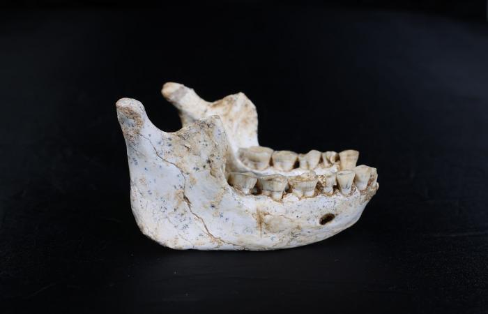 من هم الذين سبقونا؟ أحافير بشرية في المغرب قد تكون جزءًا من حل اللغز