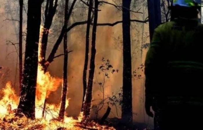 حرائق غابات واسعة