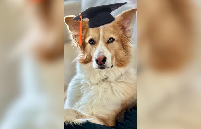 "يتعلّم بمجرد الاستماع للبشر".. هل ينصت كلبك لأحاديثك حتى لو لم تُوجَّه إليه؟