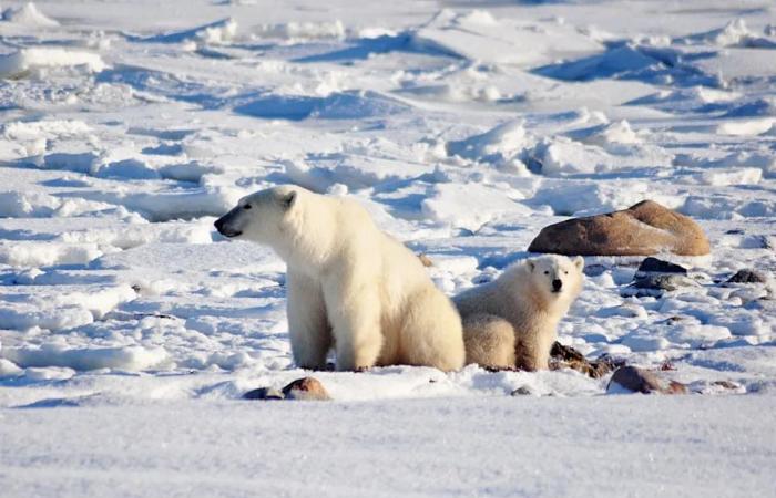 Manitoba
      judge
      orders
      NDP
      government
      to
      reconsider
      polar
      bear
      viewing
      permits
      for
      Churchill
      ecotourism
      company