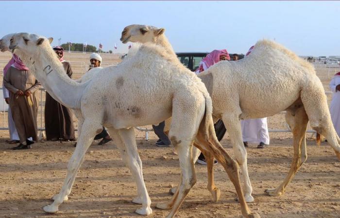 انطلاقة مميزة لمهرجان قطر للإبل "جزيلات العطا" 2026