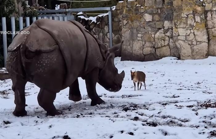 جرأة لا تصدق.. غزال يتشاجر مع وحيد قرن رغم فارق الحجم الهائل بمشهد مذهل