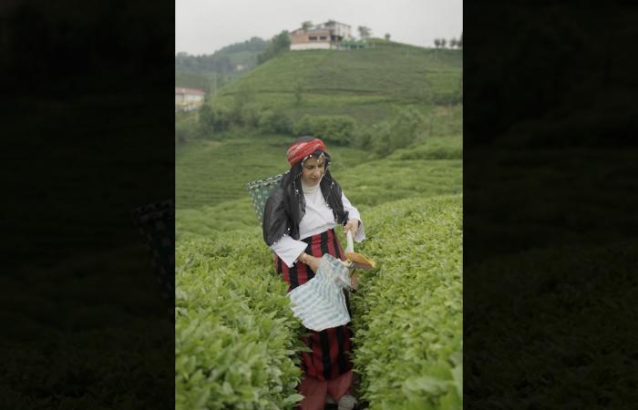 كويتية تستكشف سحر مزارع الشاي في تركيا