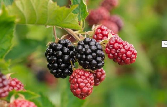 تحذير
      طبي...
      إجبار
      الشخص
      على
      الاستيقاظ
      مبكراً
      قد
      يضر
      بصحته