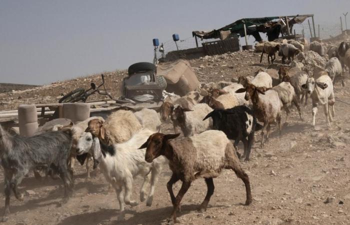 جنود إسرائيليون يسرقون 250 رأس ماعز من سوريا