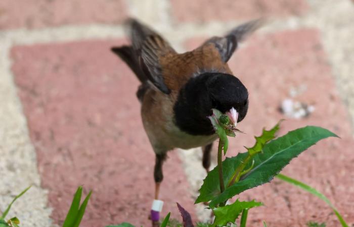 تغيُّر شكل مناقير طيور الجونكو خلال الجائحة.. هل يشهد العالم حالة تطور سريعة؟