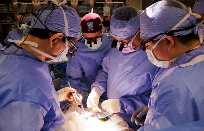 أندروز يحقق قفزة طبية: من كلية خنزير إلى حياة جديدة كأول متلقي لكلية بشرية